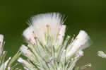 Annual trampweed